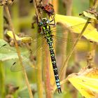 ... Blaugrüne Mosaikjungfer (Aeshna cyanea) ...