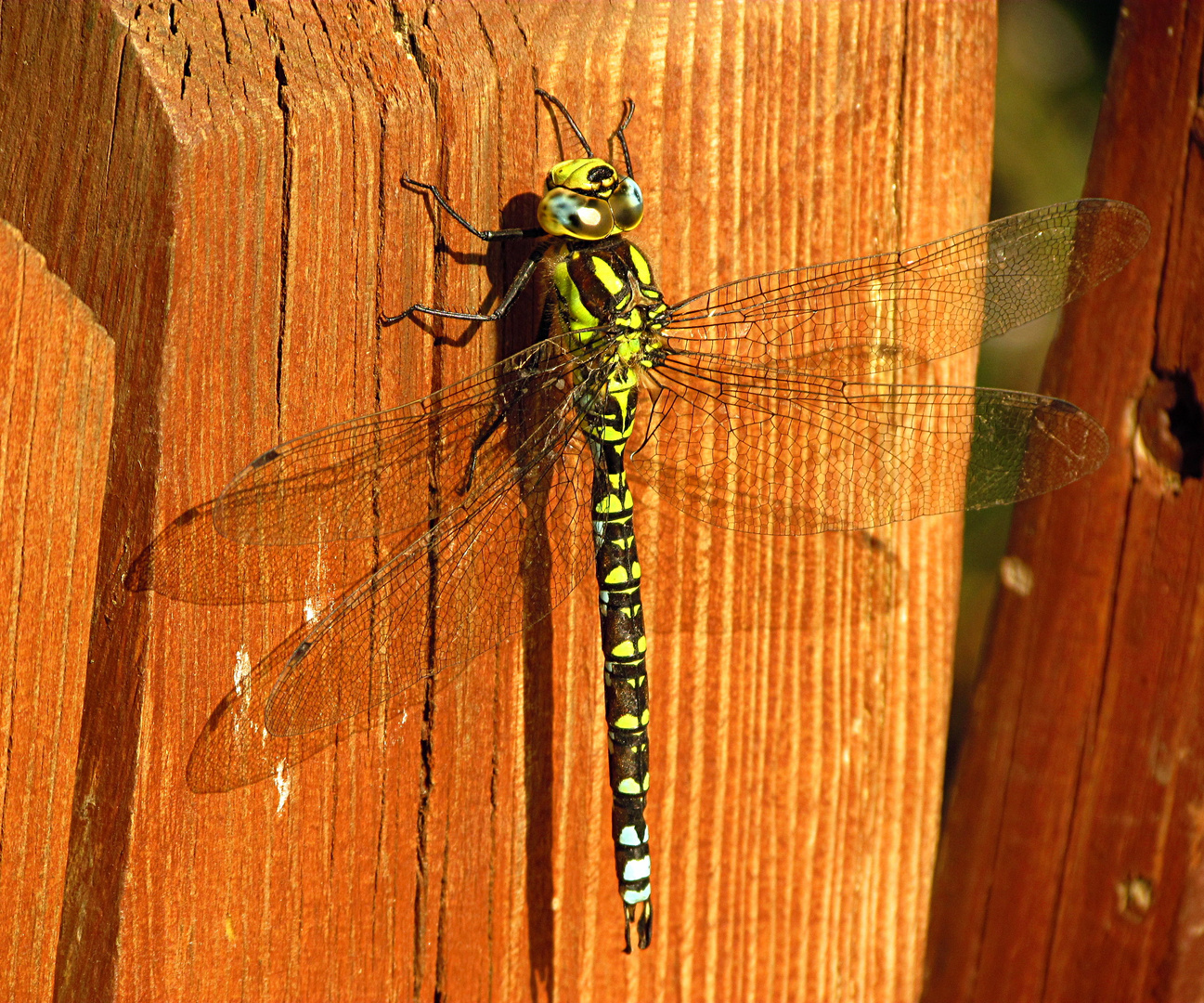 --- Blaugrüne Mosaikjungfer (Aeshna cyanea) ---