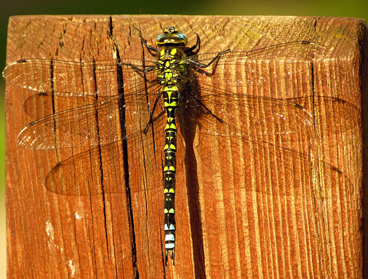 --- Blaugrüne Mosaikjungfer (Aeshna cyanea) ---