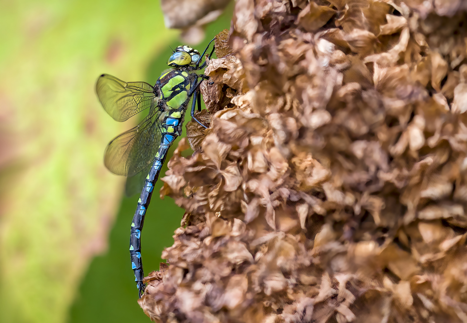 Blaugrüne Mosaikjungfer (Aeshna cyanea) 