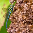 Blaugrüne Mosaikjungfer (Aeshna cyanea) 