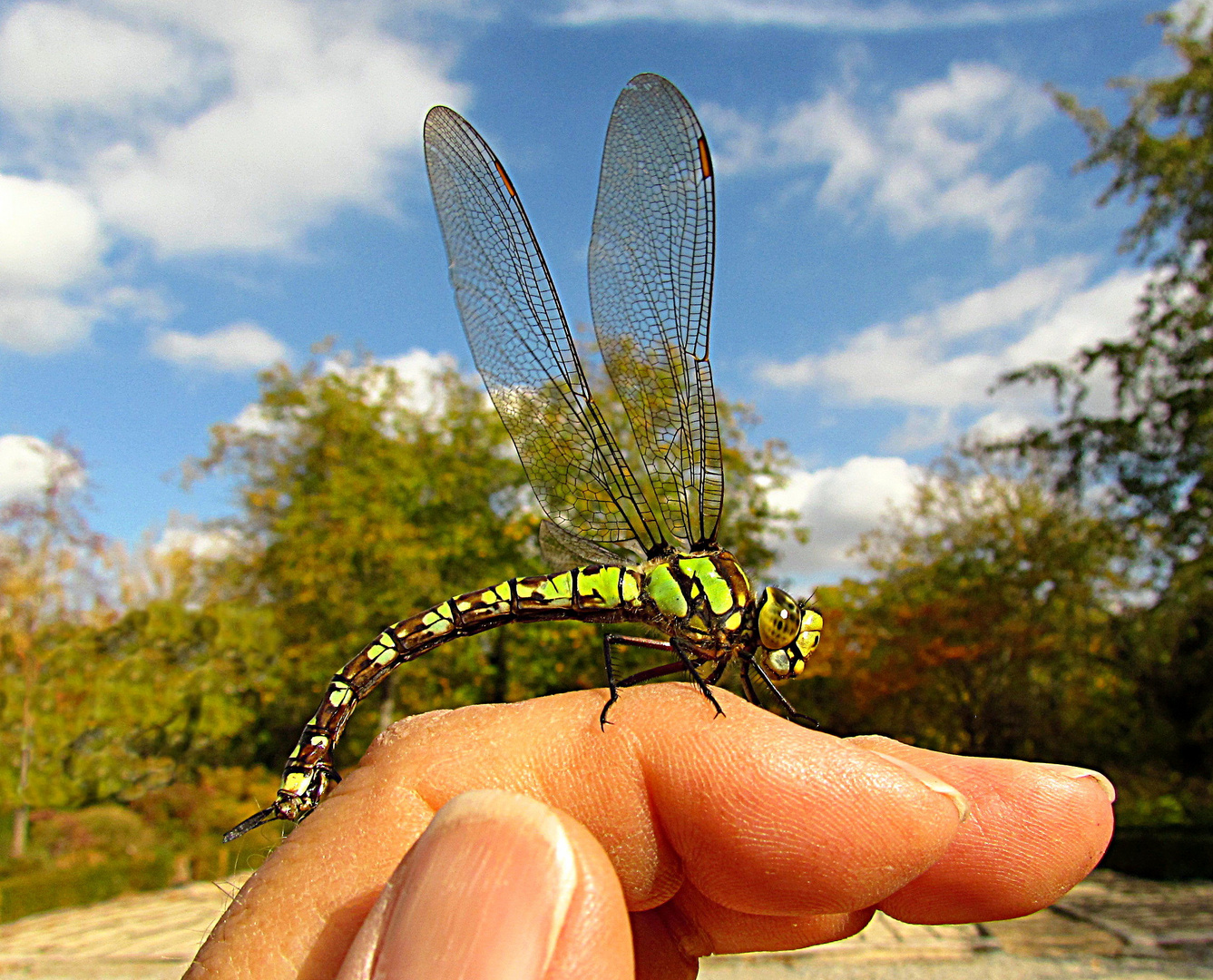 --- Blaugrüne Mosaikjungfer (Aeshna cyanea) ---