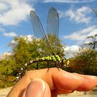 --- Blaugrüne Mosaikjungfer (Aeshna cyanea) ---