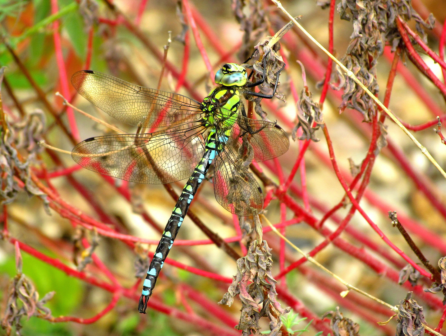 ... Blaugrüne Mosaikjungfer (Aeshna cyanea) ...