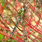 ... Blaugrüne Mosaikjungfer (Aeshna cyanea) ...