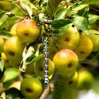 ... Blaugrüne Mosaikjungfer (Aeshna cyanea) ...