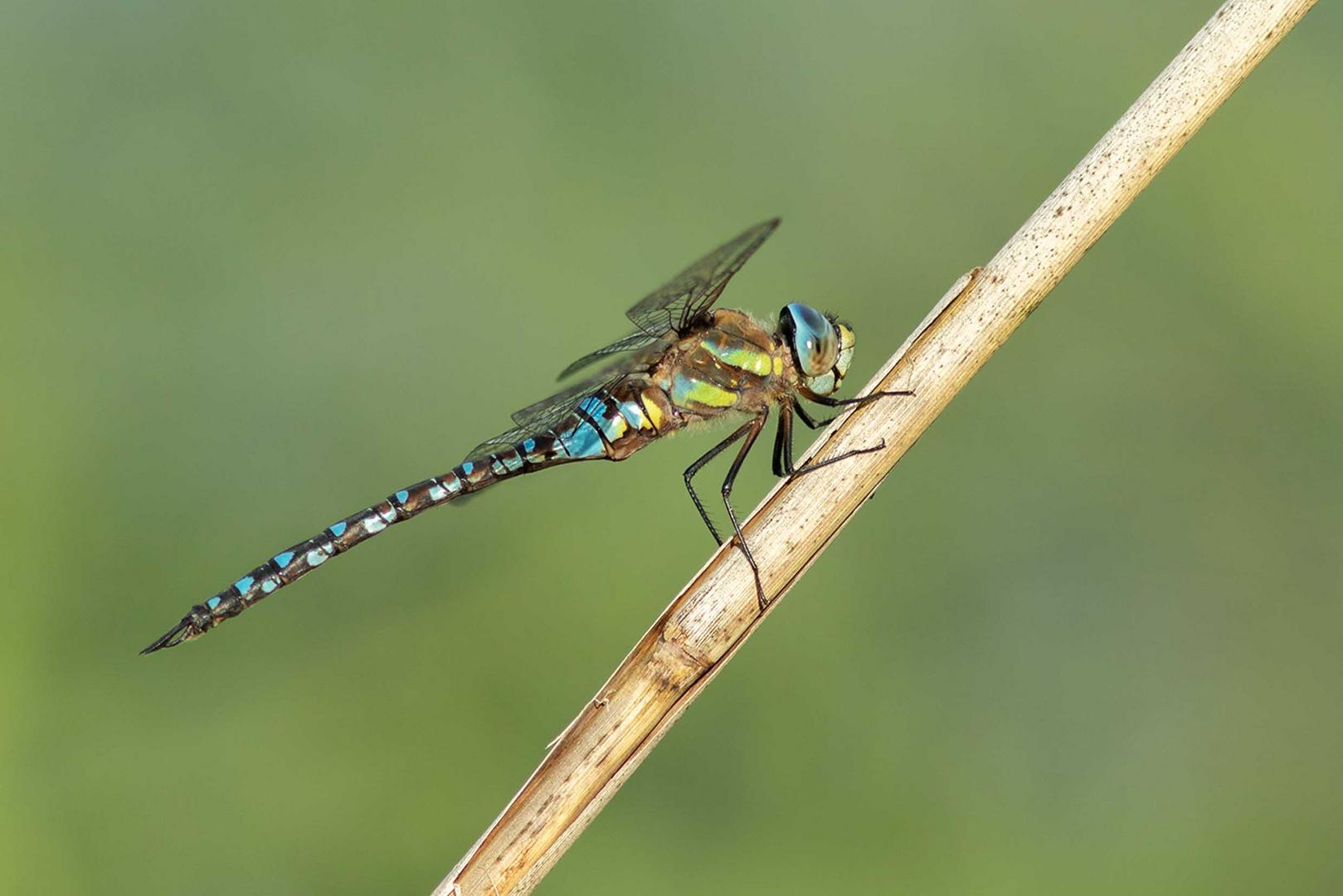 Blaugrüne Mosaikjungfer (Aeshna cyanea)