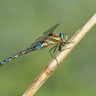 Blaugrüne Mosaikjungfer (Aeshna cyanea)