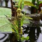 Blaugrüne Mosaikjungfer, Aeshna cyanea