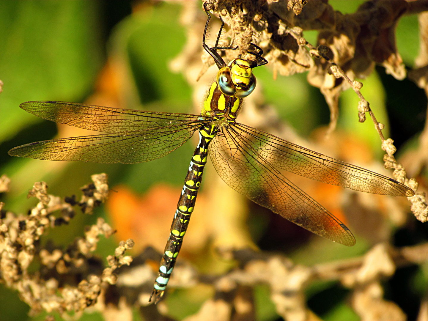 --- Blaugrüne Mosaikjungfer (Aeshna cyanea) ---