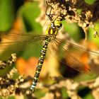 --- Blaugrüne Mosaikjungfer (Aeshna cyanea) ---