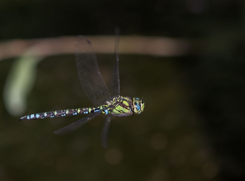 Blaugrüne Mosaikjungfer (Aeshna cyanea