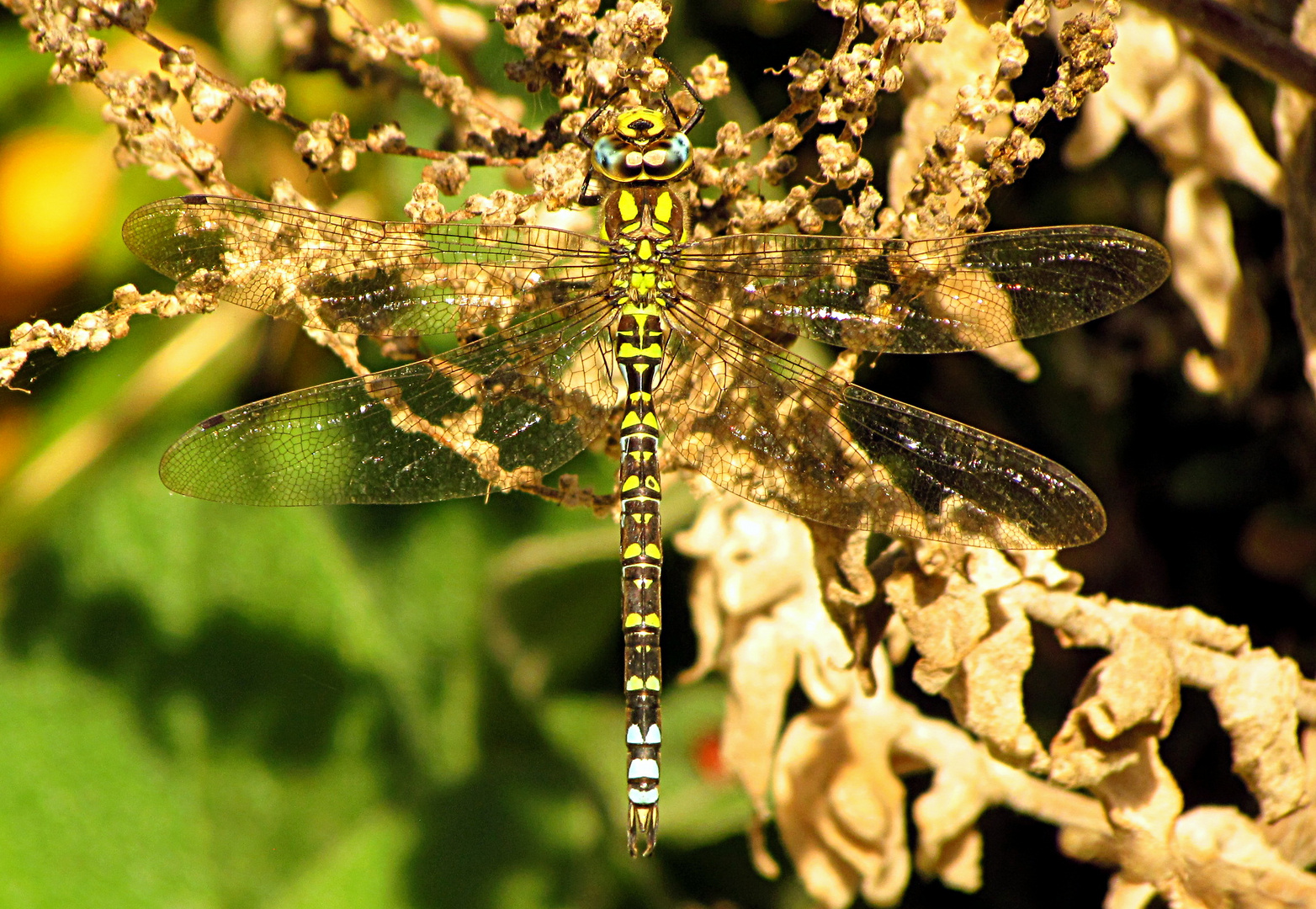 --- Blaugrüne Mosaikjungfer (Aeshna cyanea) ---