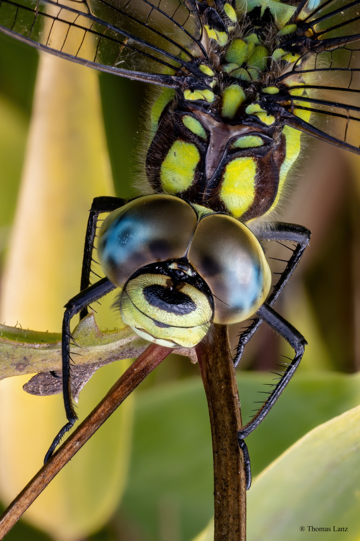 Blaugrüne Mosaikjungfer (Aeshna cyanea)