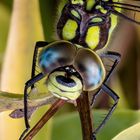 Blaugrüne Mosaikjungfer (Aeshna cyanea)