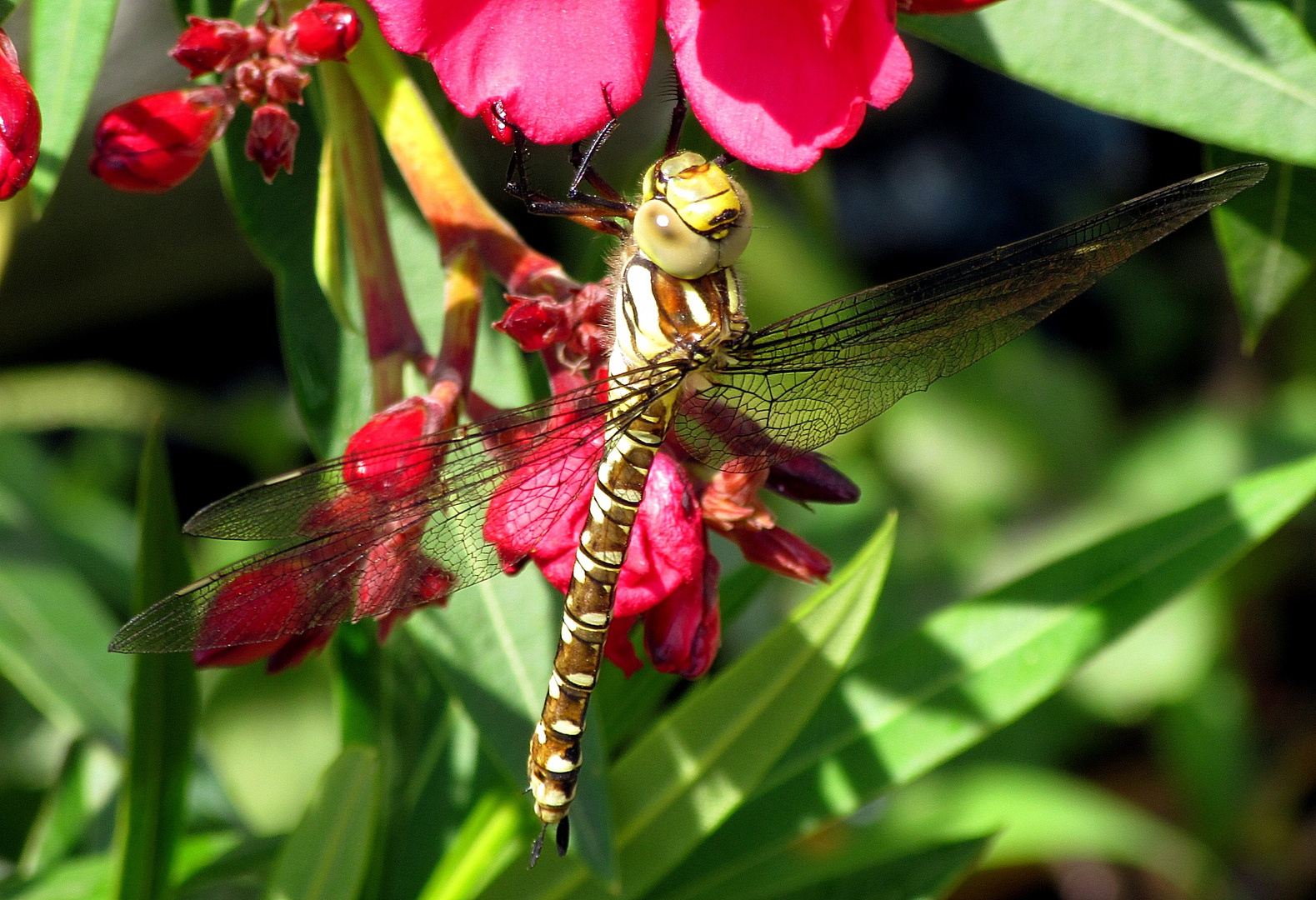 Blaugrüne Mosaikjungfer (Aeshna cyanea)