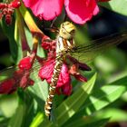 Blaugrüne Mosaikjungfer (Aeshna cyanea)