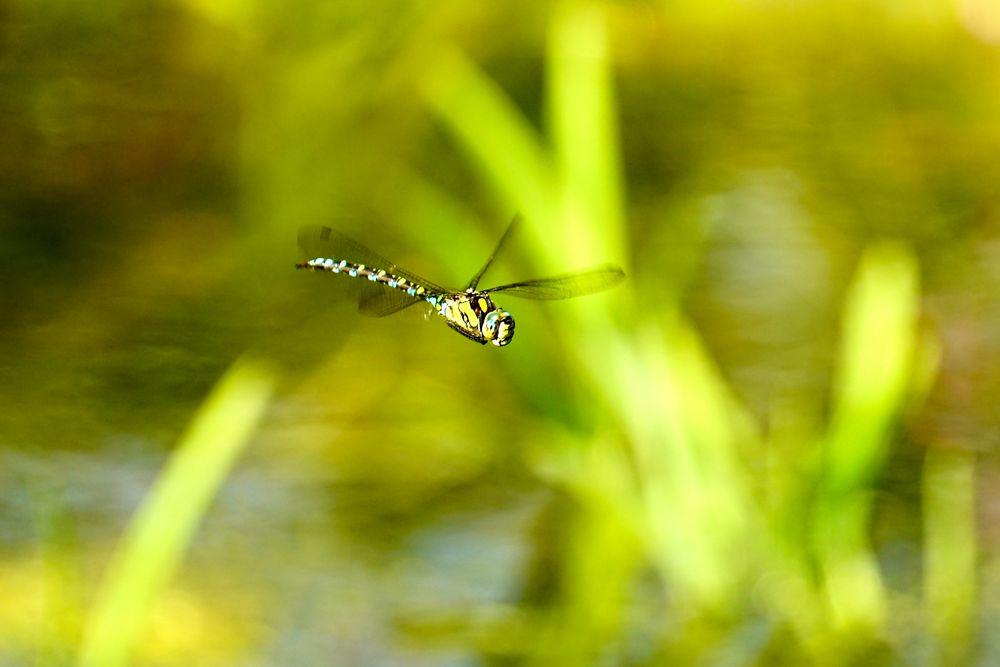 Blaugrüne Mosaikjungfer (Aeshna cyanea)