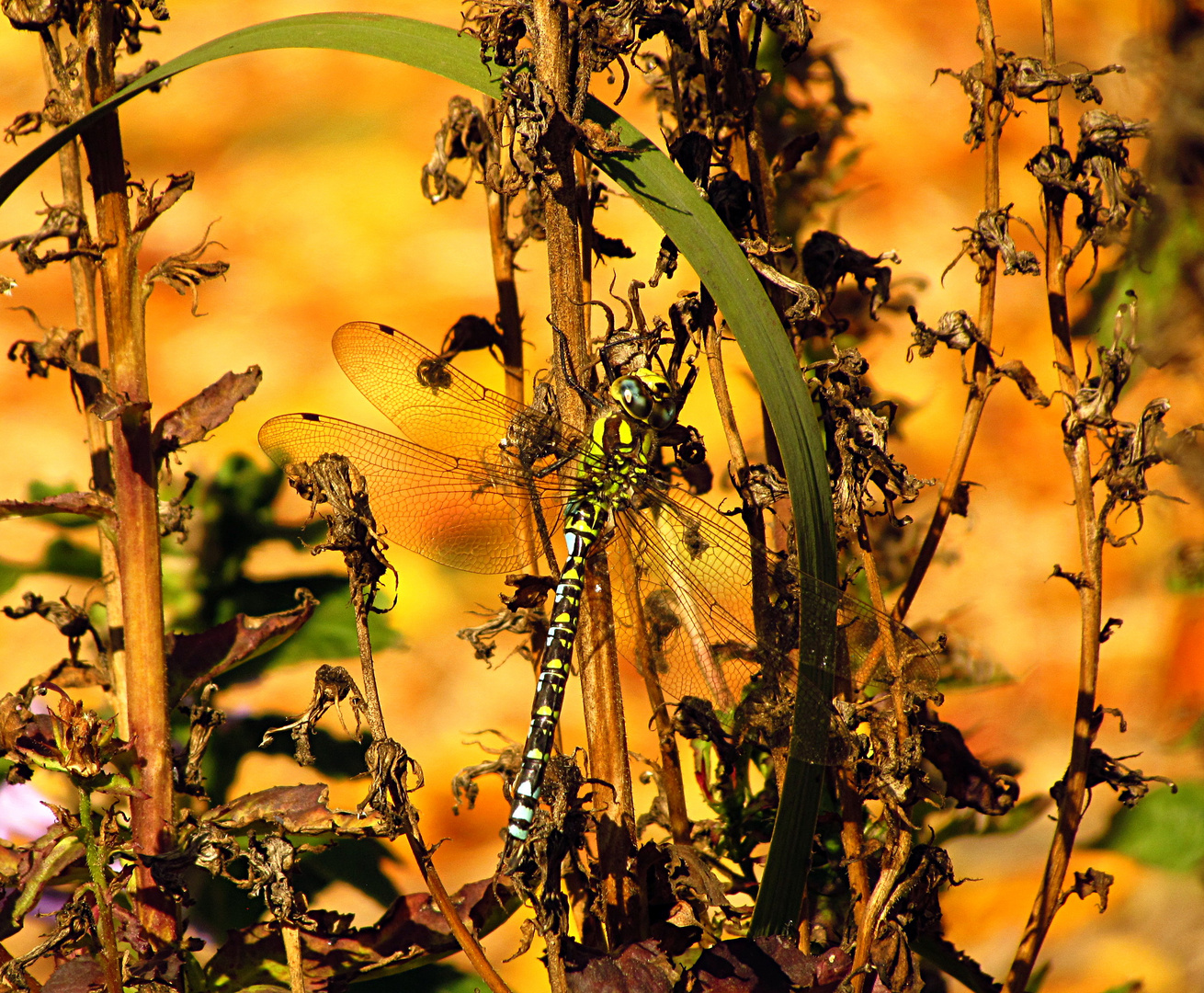 --- Blaugrüne Mosaikjungfer (Aeshna cyanea) ---