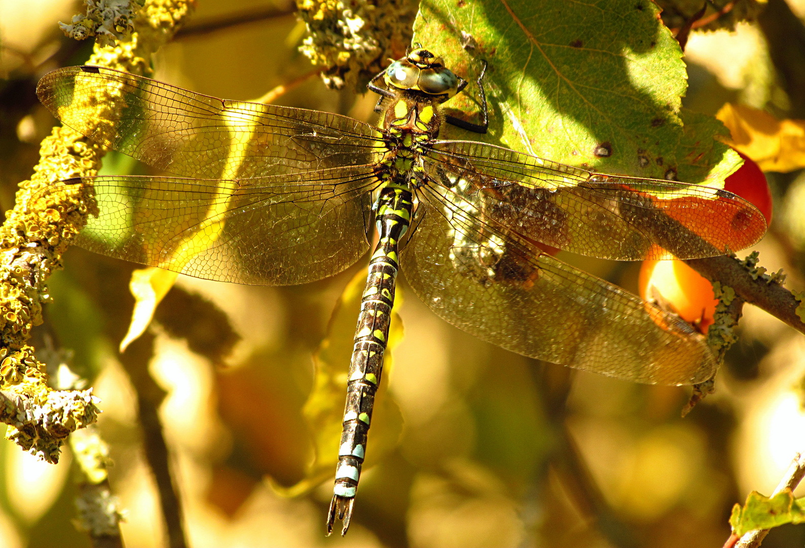 --- Blaugrüne Mosaikjungfer (Aeshna cyanea) ---