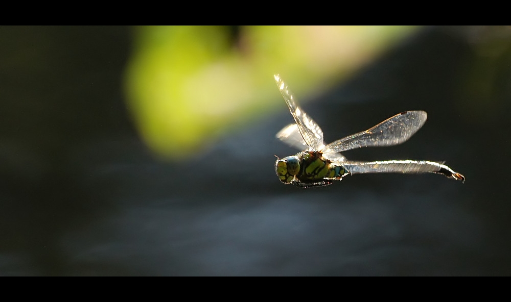 Blaugrüne Mosaikjungfer (Aeshna cyanea)