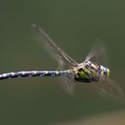 Blaugrüne Mosaikjungfer (Aeshna cyanea)