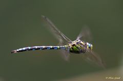 Blaugrüne Mosaikjungfer (Aeshna cyanea)