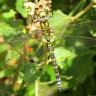 ... Blaugrüne Mosaikjungfer (Aeshna cyanea) ...