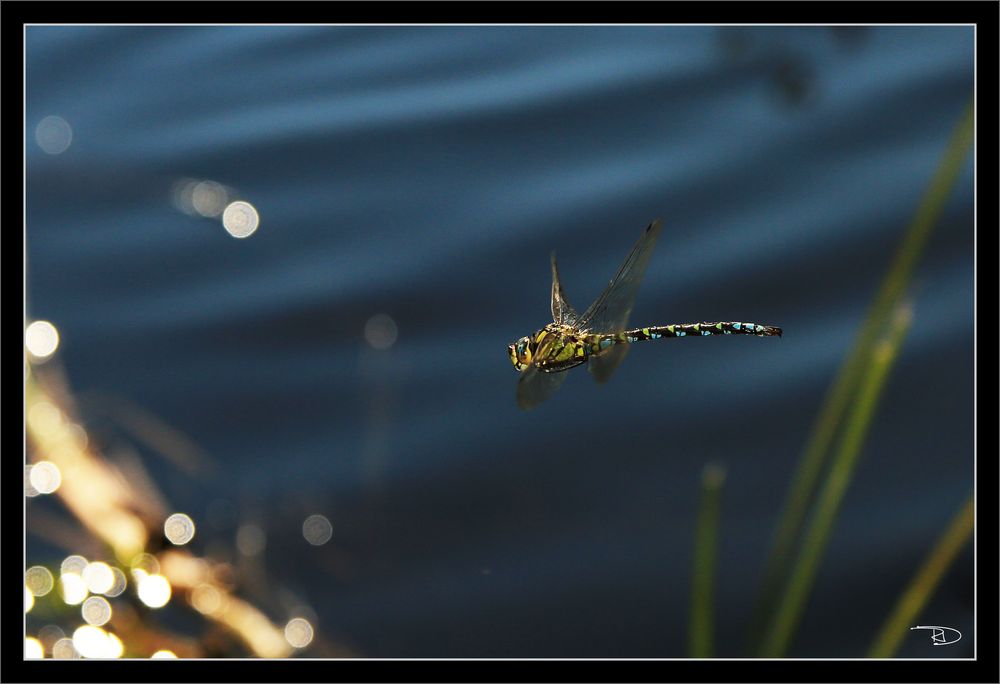 Blaugrüne Mosaikjungfer - Aeshna Cyanea