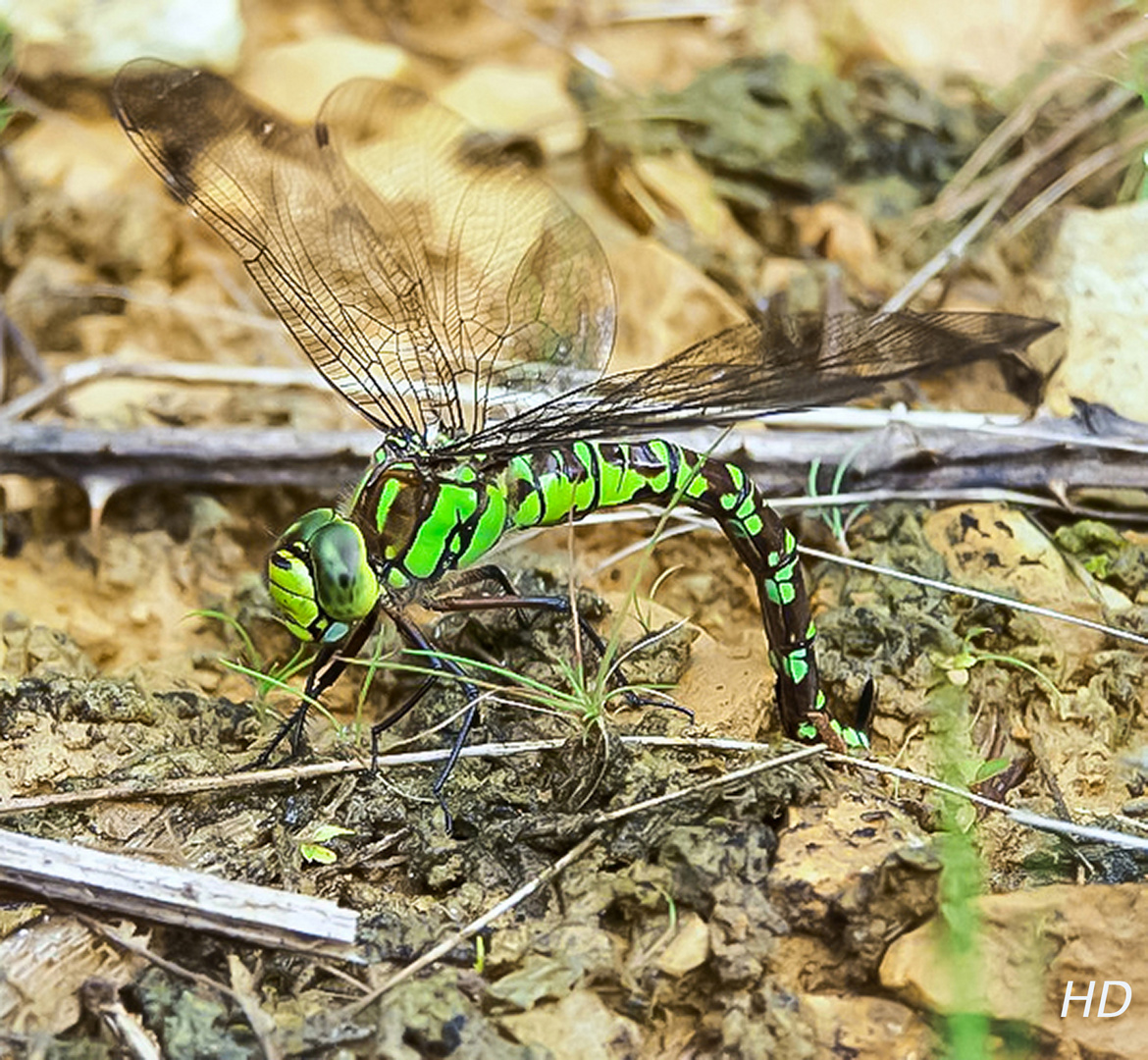 Blaugrüne Mosaikjungfer (Aeshna cyanea)