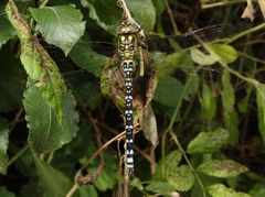 Blaugrüne Mosaikjungfer (Aeshna cyanea)