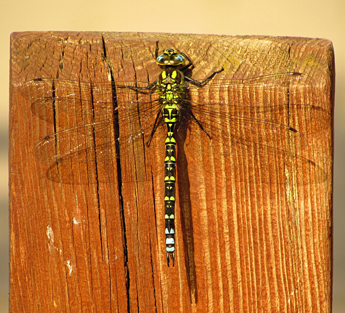 --- Blaugrüne Mosaikjungfer (Aeshna cyanea) ---