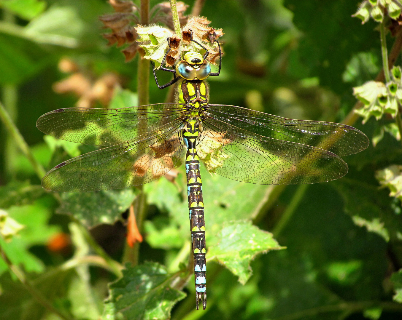 ... Blaugrüne Mosaikjungfer (Aeshna cyanea) ...