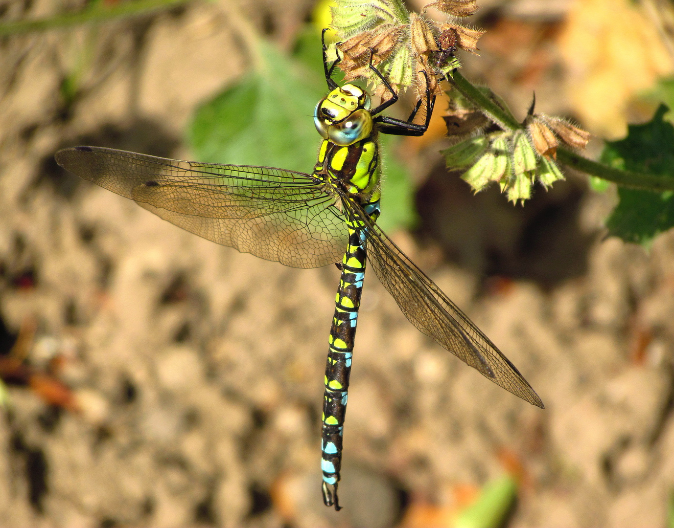 ... Blaugrüne Mosaikjungfer (Aeshna cyanea) ...