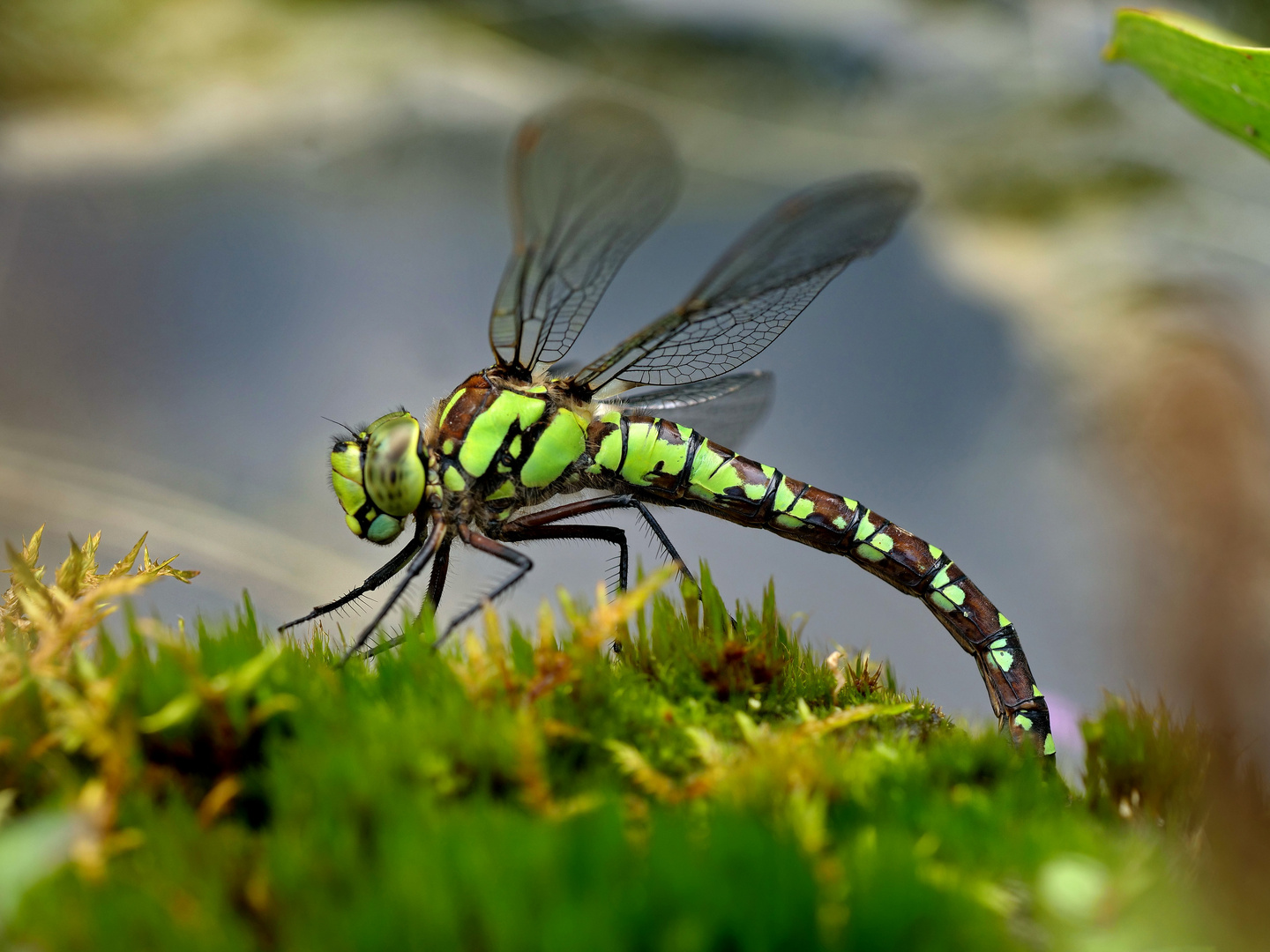 Blaugrüne Mosaikjungfer (Aeshna cyanea)