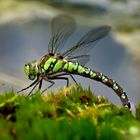 Blaugrüne Mosaikjungfer (Aeshna cyanea)