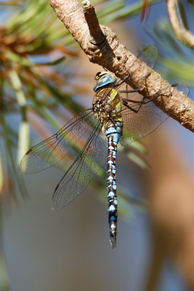 Blaugrüne Mosaikjungfer (Aeshna cyanea)