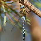 Blaugrüne Mosaikjungfer (Aeshna cyanea)