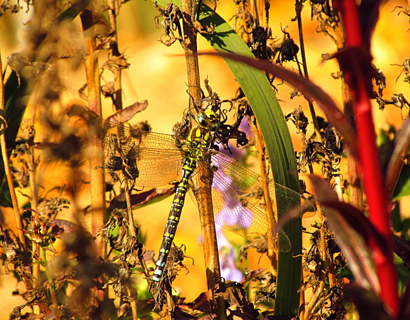 --- Blaugrüne Mosaikjungfer (Aeshna cyanea) ---