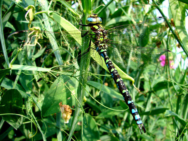 Blaugrüne Mosaikjungfer (Aeshna cyanea)