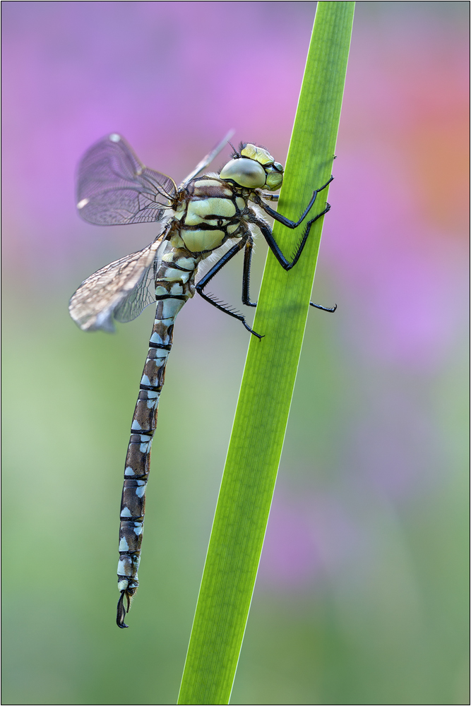 Blaugrüne Mosaikjungfer (Aeshna cyanea)