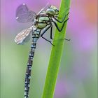 Blaugrüne Mosaikjungfer (Aeshna cyanea)