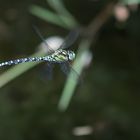  Blaugrüne Mosaikjungfer (Aeshna cyanea)