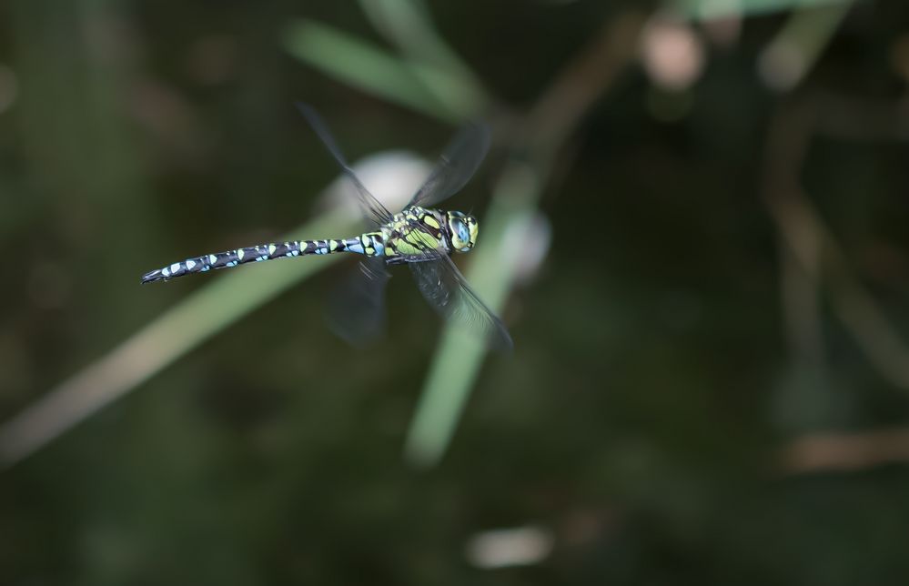  Blaugrüne Mosaikjungfer (Aeshna cyanea)