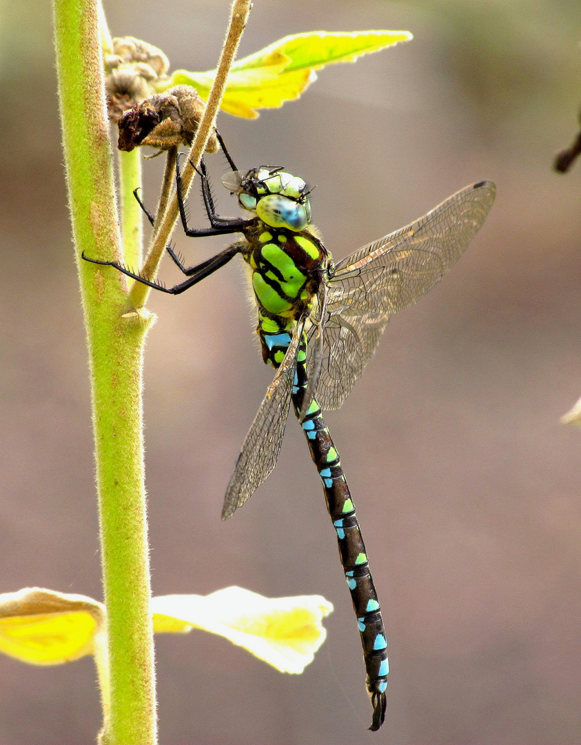 ... Blaugrüne Mosaikjungfer (Aeshna cyanea) ...