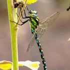 ... Blaugrüne Mosaikjungfer (Aeshna cyanea) ...