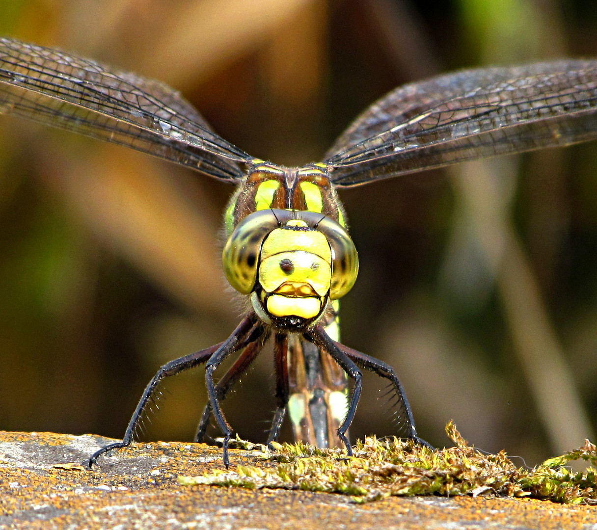 --- Blaugrüne Mosaikjungfer (Aeshna cyanea) ---