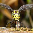 --- Blaugrüne Mosaikjungfer (Aeshna cyanea) ---