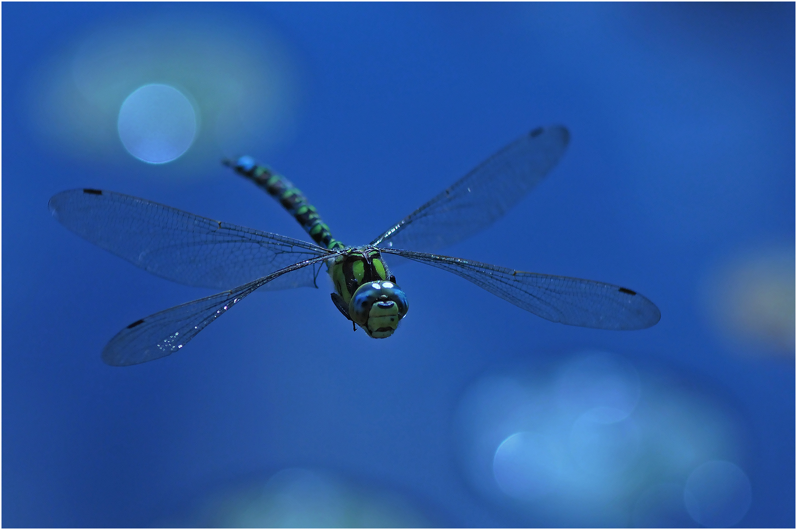 Blaugrüne Mosaikjungfer  -  Aeshna cyanea