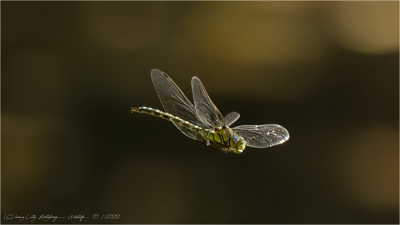 Blaugrüne Mosaikjungfer (Aeshna cyanea) 